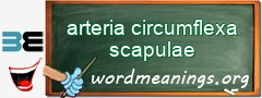 WordMeaning blackboard for arteria circumflexa scapulae